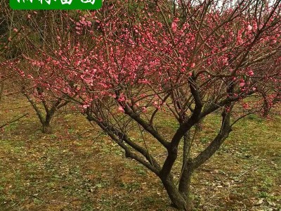 低价批发园林绿化苗 腊梅树 红梅等彩色花卉 绿化苗木商