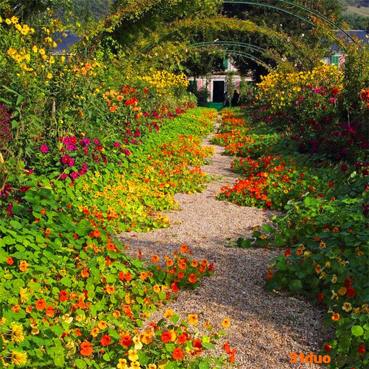 旱金莲种子旱荷花种垂吊爬藤花卉种籽室内阳台盆栽春夏秋播种四季
