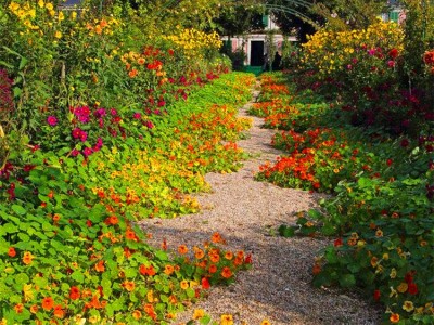 旱金莲种子旱荷花种垂吊爬藤花卉种籽室内阳台盆栽春夏秋播种四季