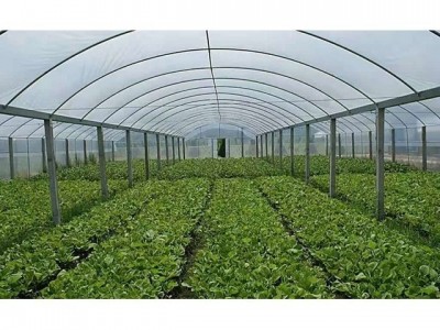 连栋日光温室_花卉大棚_连栋温室_草莓采摘温室大棚_瑞恒