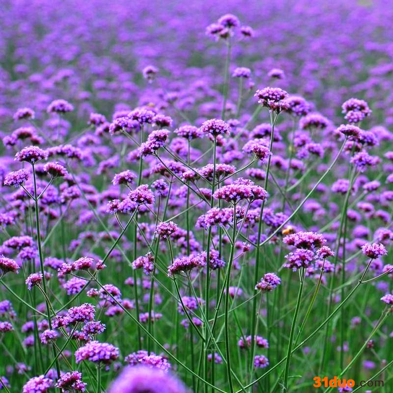 柳叶马鞭草籽多年生花草花种子四季室外景观花海庭院花卉种子包邮
