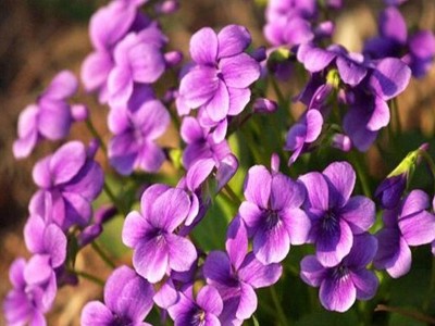 紫花地丁种子价格 批发紫花地丁种子 多年生花卉种子