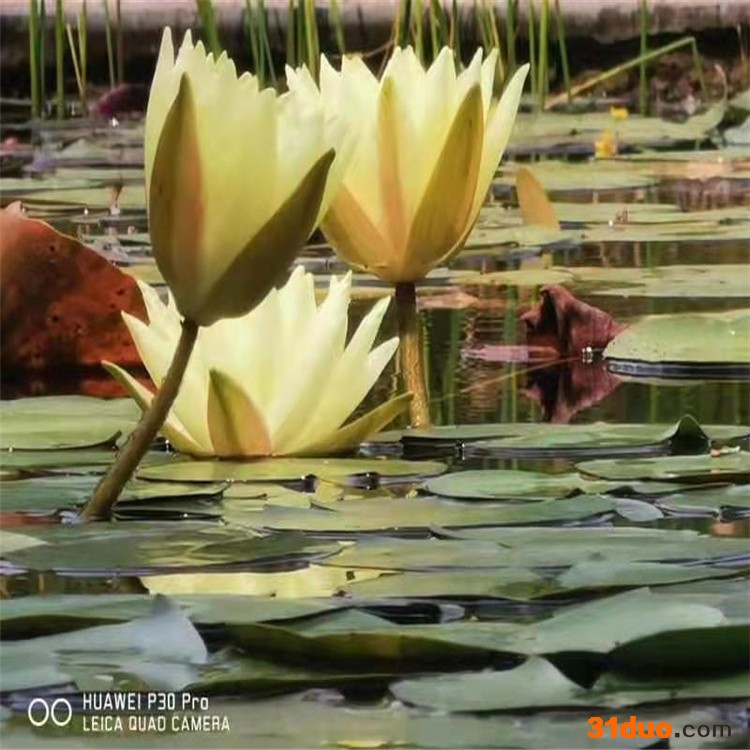 【荷红园】批发睡莲水生花卉 睡莲水生植物 颜色品种齐全 睡莲根块 现货直发