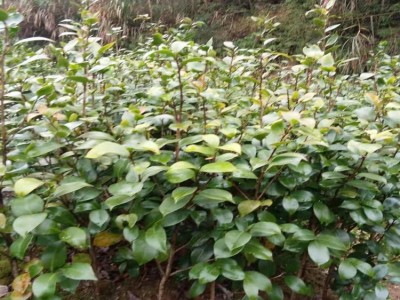 【远华】阳台庭院赤丹茶花树苗植物花卉绿植室内盆景