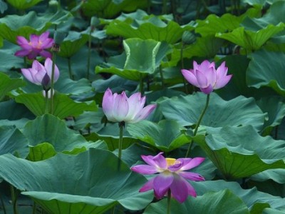 绿友 水生植物种子  水生花卉种子 荷花种子 碗莲种子  藕花种子