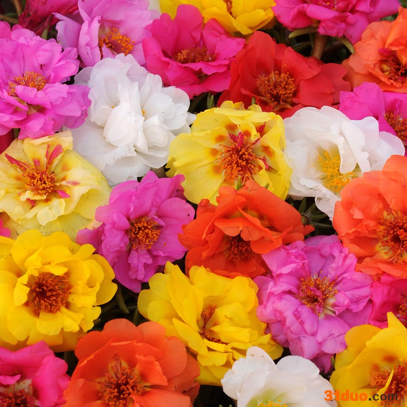 马齿苋花种子价格 销售马齿苋花种子 多年生宿根花卉