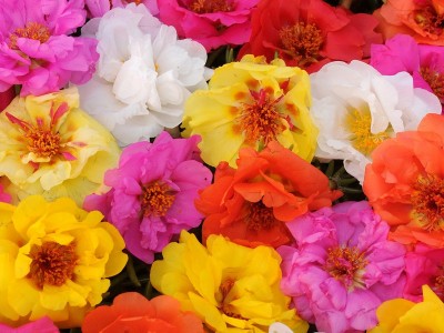 马齿苋花种子价格 销售马齿苋花种子 多年生宿根花卉