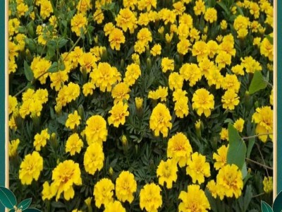 万寿菊的价格 万寿菊批发 时令花卉万寿菊