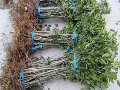 直销桂花树苗 丹桂苗 庭院植物盆栽花卉绿化苗木3-4年苗