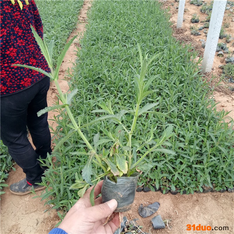 柳叶马鞭草 青州花卉基地供应马鞭草苗 花海景观建设宿根花卉