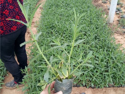 柳叶马鞭草 青州花卉基地供应马鞭草苗 花海景观建设宿根花卉