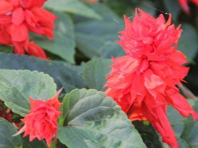 酒泉花卉种子 矮串红直销一串红种子 爆仗红花卉种子