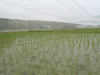 园艺花卉防虫网   尼龙防虫网 猪舍防蚊网