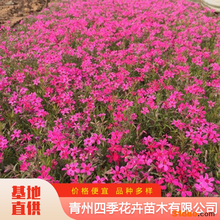 丛生福禄考 观赏花卉丛生福禄考 草花丛生福禄考