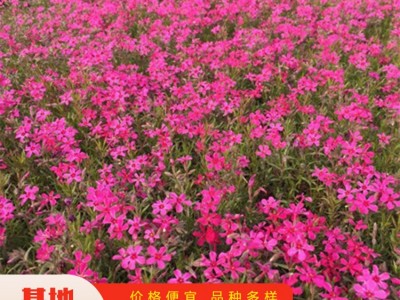 丛生福禄考 观赏花卉丛生福禄考 草花丛生福禄考