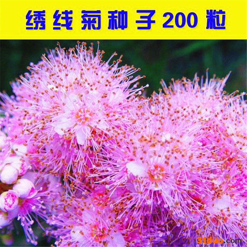 林木绣线菊种子马尿骚种籽蚂蝗草蚂蝗梢花卉庭院花园蜜源植物