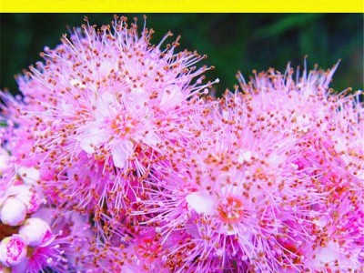 林木绣线菊种子马尿骚种籽蚂蝗草蚂蝗梢花卉庭院花园蜜源植物