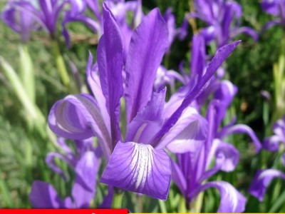 价酒泉康达马兰花种子 花卉种子 发芽率高马兰花种子量大从优