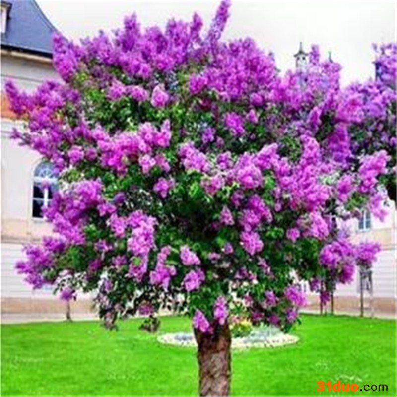 丁香花树苗盆栽浓香型四季开花紫丁香花苗花卉室内庭院北方种植物