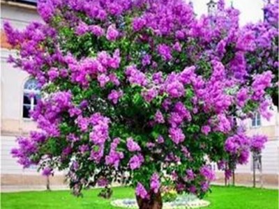 丁香花树苗盆栽浓香型四季开花紫丁香花苗花卉室内庭院北方种植物