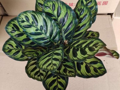 卖花郎园艺漳州小盆栽**竹芋批发猫眼竹芋桌面盆栽花卉净化空气常绿植物