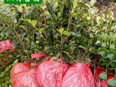 茶梅小苗专业基地 工程苗茶梅 茶梅庭院绿化植物盆栽花卉 篱笆苗