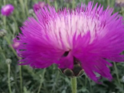 观花种子 矢车菊种子 园林绿化 香矢车菊  一二年生草本花卉