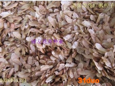 邮寄进口花卉种子：雪松种子，日本红枫种子，美国红枫种子等