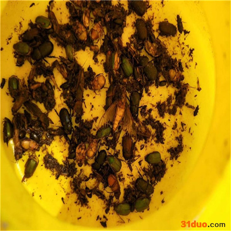 辽阳茶园杀虫灯 花卉杀虫灯 太阳能电子诱虫灯电路