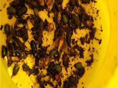 辽阳茶园杀虫灯 花卉杀虫灯 太阳能电子诱虫灯电路