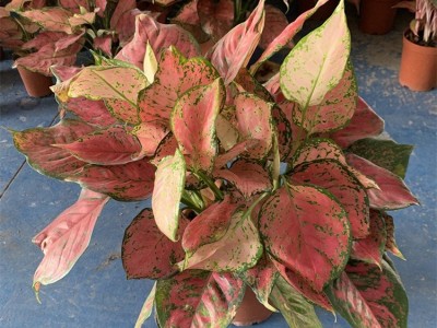 卖花郎园艺漳州小盆栽：基地直销如意皇后盆栽植物室内办公室绿植花卉植物彩色粗肋草