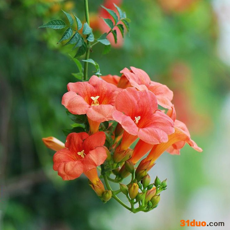 现货批发凌霄花苗 攀援观赏花卉 爬藤植物凌霄树