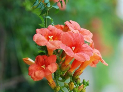 现货批发凌霄花苗 攀援观赏花卉 爬藤植物凌霄树