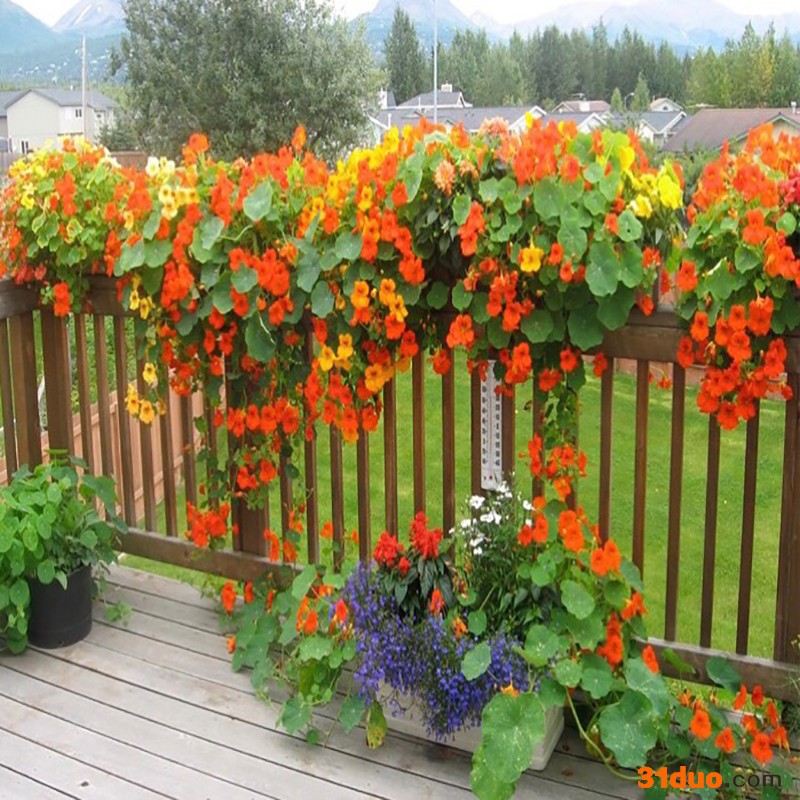 旱金莲种子价格 批发旱金莲种子 多年生爬藤花卉种籽