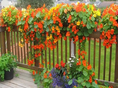 旱金莲种子价格 批发旱金莲种子 多年生爬藤花卉种籽