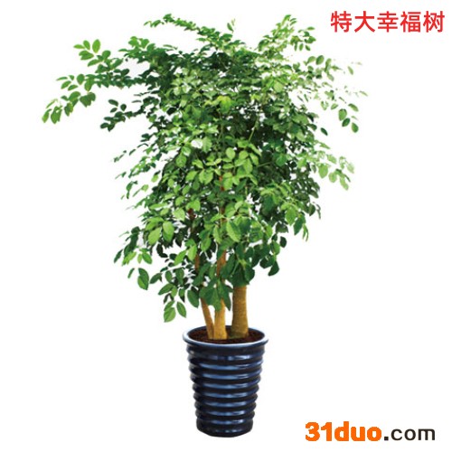 办公室绿植花卉租赁特大幸福树重庆植物租摆室内绿植租赁