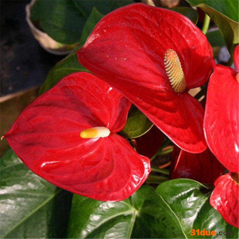 长寿花盆栽重瓣花卉君子兰玫瑰花栀子花红掌室内蝴蝶兰花苗带花苞