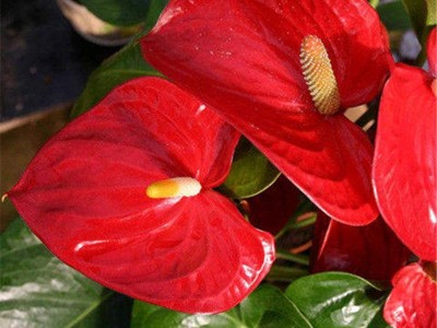 长寿花盆栽重瓣花卉君子兰玫瑰花栀子花红掌室内蝴蝶兰花苗带花苞