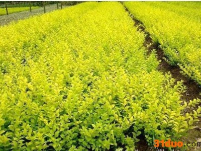 产地绿化小苗，观赏花卉苗木，海棠，金叶女贞，红叶石楠等