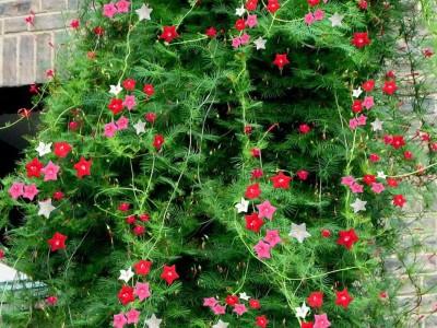 羽叶茑萝种子五角星花爬藤攀援植物花卉种子新手易种盆栽庭院阳台
