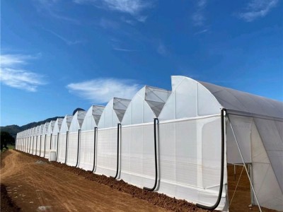 连栋薄膜温室价格 欢迎致电 花卉种植温室大棚设计