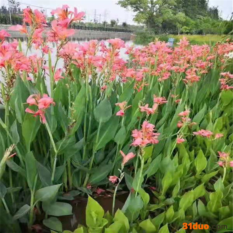 水生美人蕉  粉花美人蕉  弗罗里达美人蕉  大花美人蕉  水生花卉 基地直销