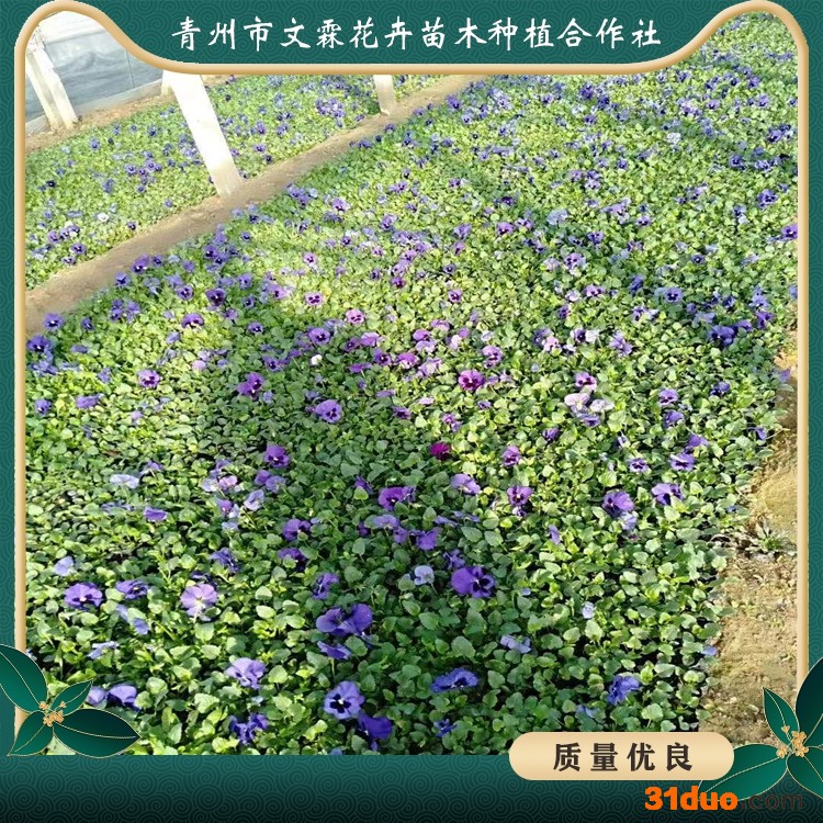 三色堇的价格 三色堇批发 时令花卉三色堇