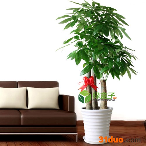 重庆植物租赁发财树特大号高1.5米绿植出租花卉租摆