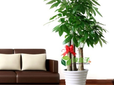 重庆植物租赁发财树特大号高1.5米绿植出租花卉租摆