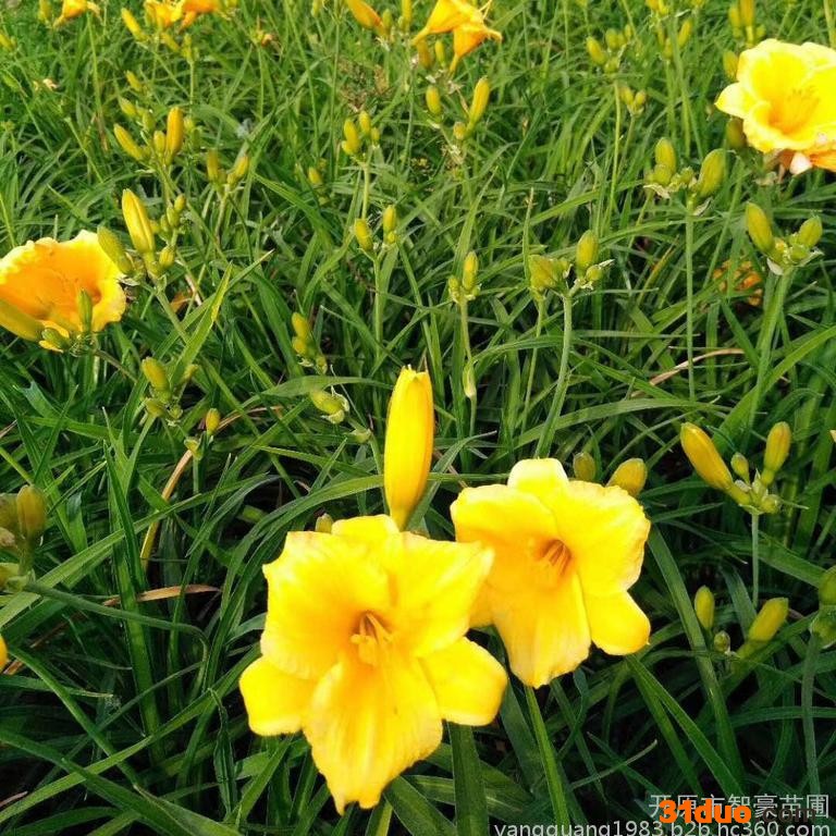 绿化苗木  金娃娃萱草 红娃娃萱草 绿化苗木 开原苗圃宿根花卉