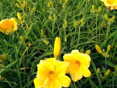 绿化苗木  金娃娃萱草 红娃娃萱草 绿化苗木 开原苗圃宿根花卉