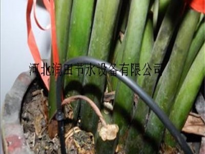 叙永县花卉滴箭老厂家 四川滴灌滴箭好口碑