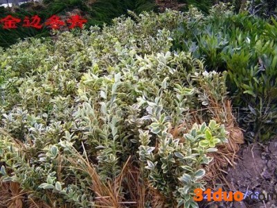 花卉苗木，绿化小苗：红叶石楠，金森女贞等(图)