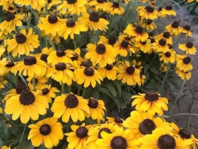 酒泉康达黑心菊种子 黑心菊种子 **的花卉种子 草花种子价格